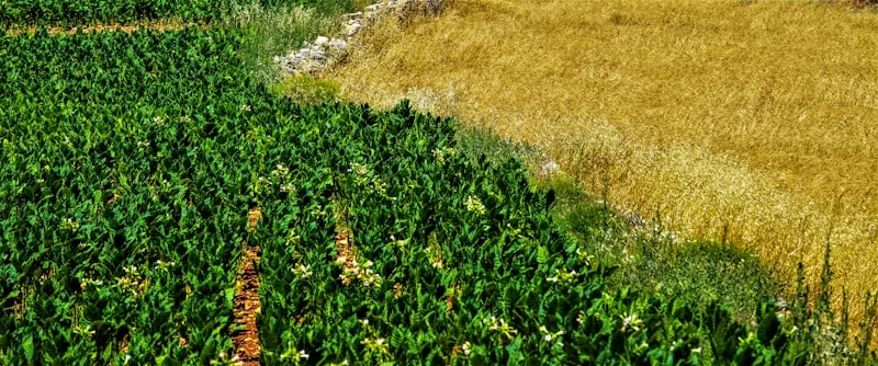 Silos de grãos e operações do agronegócio